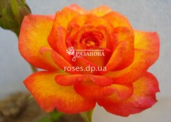 Фото бордюрной розы Бэби Романтика