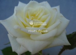 Цветок белой бордюрной розы