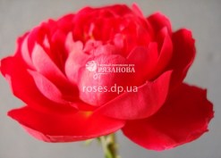 Ангийская роза Бенджамин Бриттен