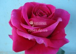 Цветок розы Биг Парпл
