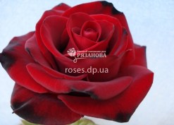 Цветок розы Блек Меджик