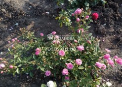 Роза Блуш Пикси в питонике роз