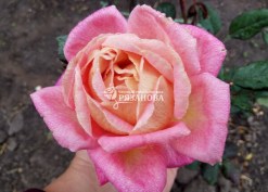 Фото цветка розы Большой в утренней росе