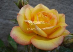 Бордюрная роза Бэби Романтика