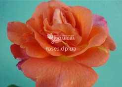 Цветок розы Вестерленд
