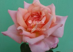Цветок розы Вениамин
