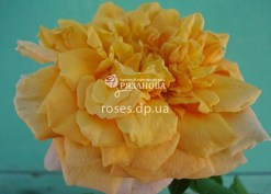 Цветок розы Голд Бьюти