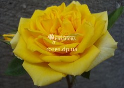Цветок розы Голд Симфони