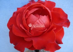 Фото цветка чайно-гибридной розы Гольштейн Перле