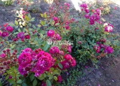 Фото кустов миниатюрной розы Лаванда