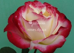Сорт розы Дабл Делайт