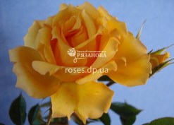 Цветок розы Еллоу Фейри