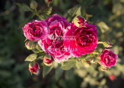 Фото цветка патио розы Карат