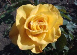 Цветок розы Керио