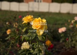 Фото куста розы Керио