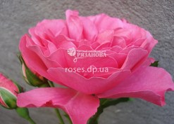 Цветок розы Розариум Ютерсен