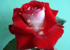 Цветок розы Латин Леди