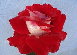 Фото цветка розы Латин Леди