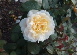 Фото розы Лионс
