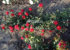 Кусты бордюрной розы Мейди