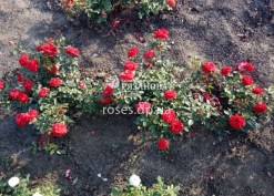 Бордюрная роза Мейди