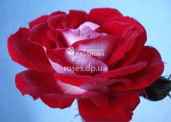 Цветок розы Мейди