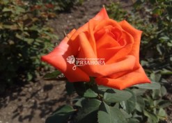 Фото чайно-гибридной розы Наранга