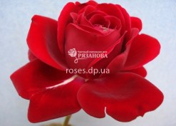 Цветок розы Нахеглут