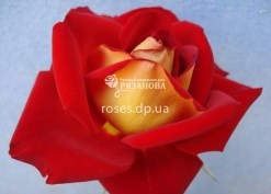 Фото цветка розы Нью Фешн