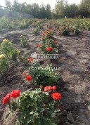 Куты розы Оранж Джувел