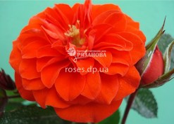 Фото цветка розы Оранж Джувел