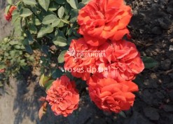 Соцветие розы Оранж Джувел