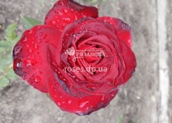 Сорт розы Перле Нуар