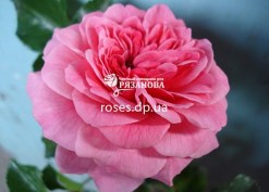 Фото цветка розы Пинк Свани