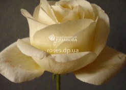 Сорт чайно-гибридной розы Пич Аваланч