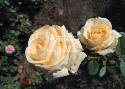Соцветие розы Пич Аваланч