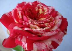 Фото полосатой бордюрной розы