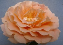 Цветок розы Полька