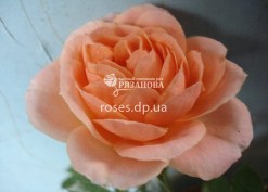 Фото цветка розы Пэт Остин