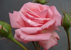 Цветок розы Рамира