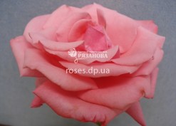 Рамира плетистая роза