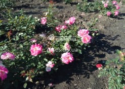 Фото куста розы Регенсберг