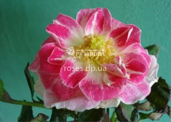 Цветок розы Регенсберг