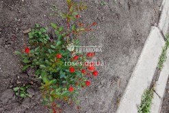 Куст миниатюрной розы Ред Капелька