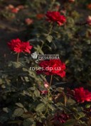 Кусты розы Ред Интуишн