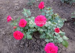 Фото куста розы Ред Леонардо да Винчи