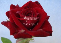 Бордюрная роза Ред Маг