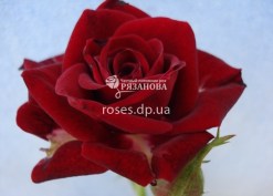 Фото бордюрной розы Ред Маг
