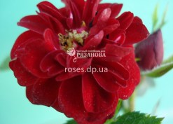Цветок розы Ред Фейри