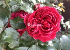 Фото цветока розы Рэд Эден
